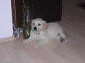 Cluj Toamna 2008 009